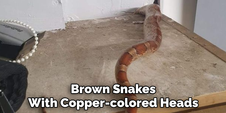 Brown Snakes With Copper-colored Heads