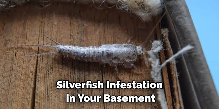 Silverfish Infestation in Your Basement