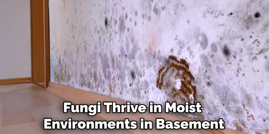 Fungi Thrive in Moist Environments in Basement