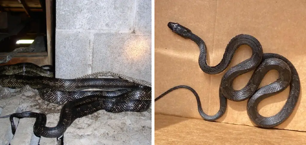 How to Get Rid of Snakes in Crawl Space