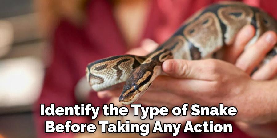 Identify the Type of Snake Before Taking Any Action