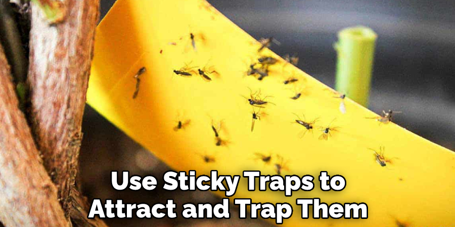 Use Sticky Traps to Attract and Trap Them