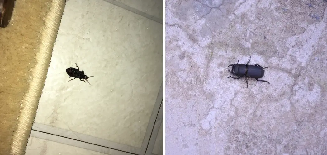 How to Get Rid of Beetles in Basement