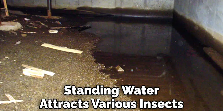 Standing Water Attracts Various Insects