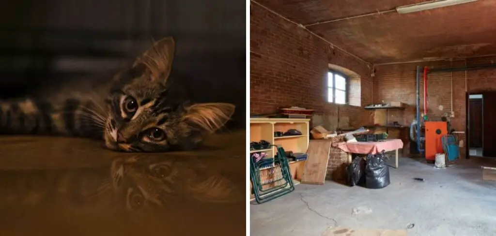 How to Get Rid of Cat Litter Smell in Basement