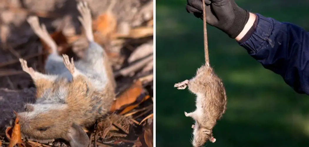 How to Get Rid of Dead Mouse Smell in Vents