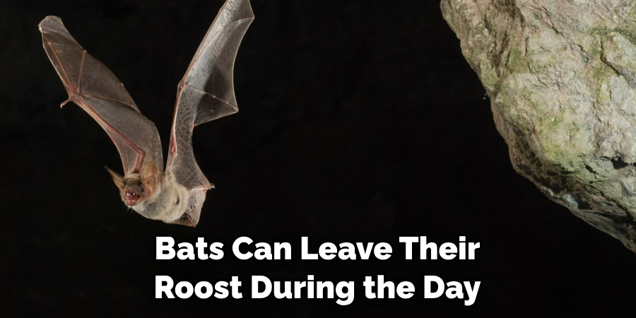 Bats Can Leave Their Roost During the Day