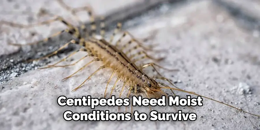 Centipedes Need Moist Conditions to Survive