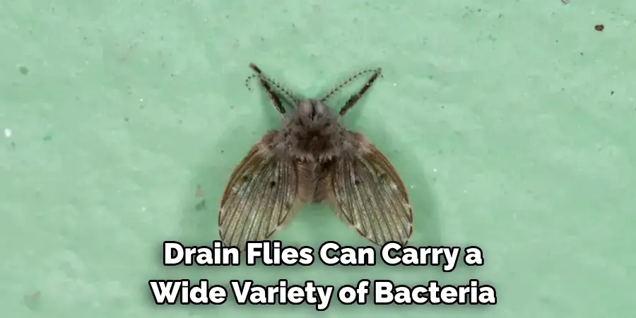 Drain Flies Can Carry a 
Wide Variety of Bacteria