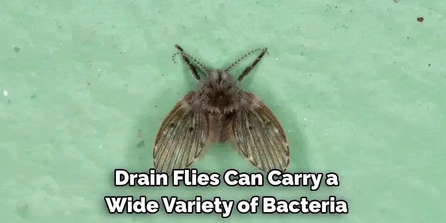 Drain Flies Can Carry a
Wide Variety of Bacteria