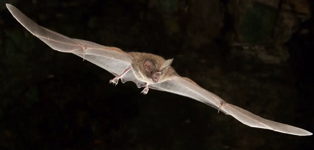 How to Get Bat Out of Basement