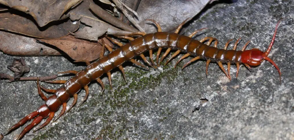 How to Get Rid of Centipedes in Your Basement