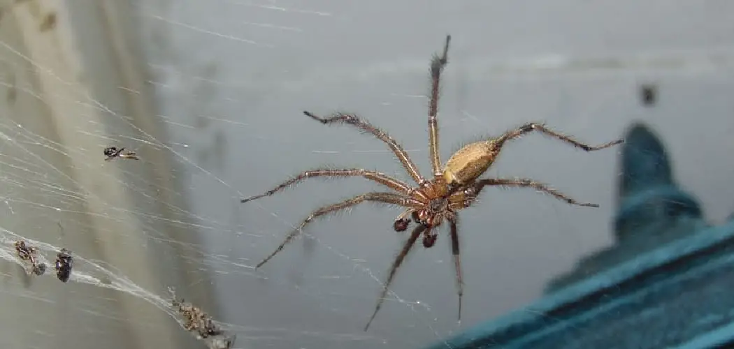 How to Get Rid of Spiders in Basement