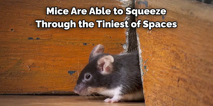 Mice Are Able to Squeeze 
Through the Tiniest of Spaces