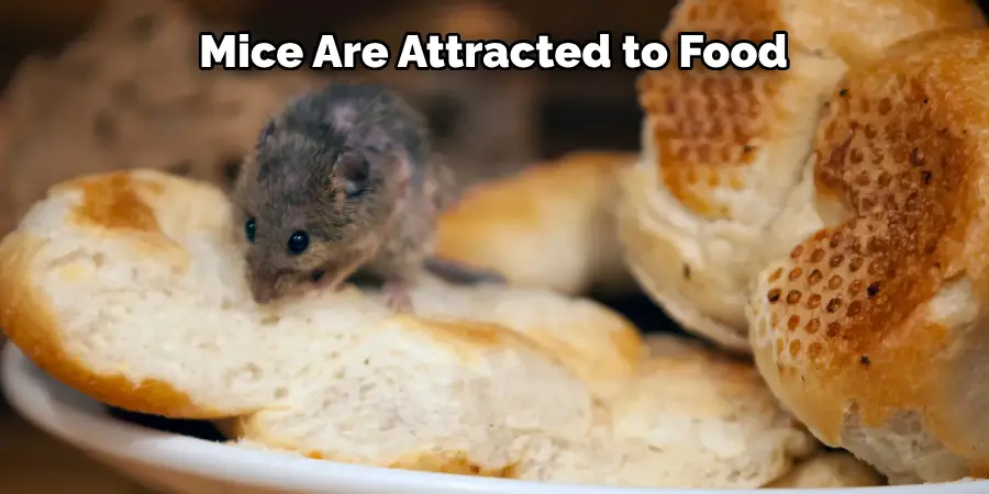 Mice Are Attracted to Food