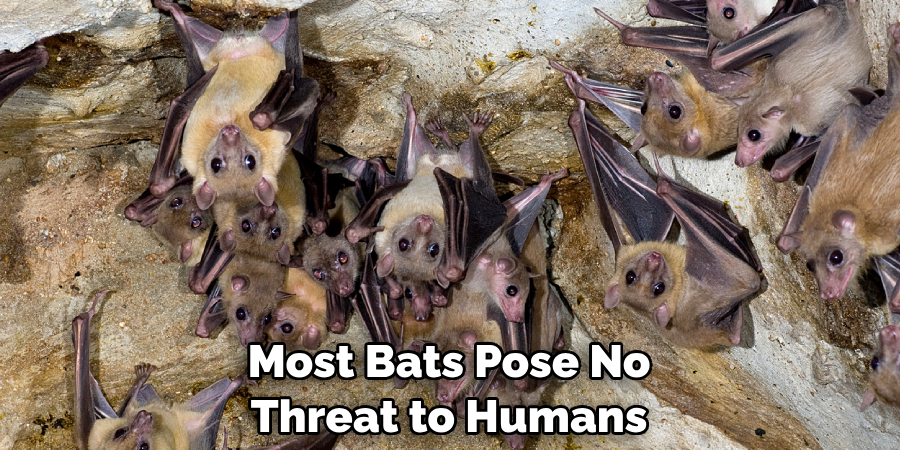 Most Bats Pose No Threat to Humans