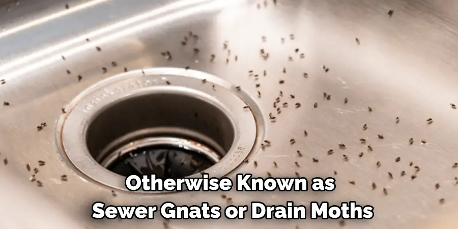 Otherwise Known as 
Sewer Gnats or Drain Moths