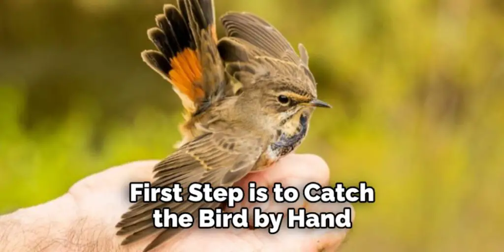 First Step is to Catch the Bird by Hand