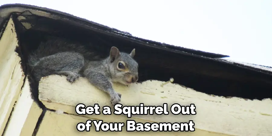 Get a Squirrel Out of Your Basement