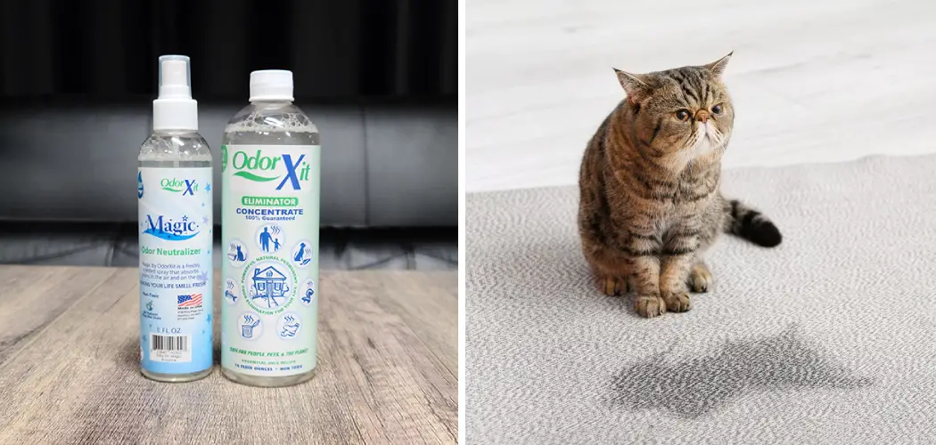 How to Get Cat Pee Smell Out of Concrete Basement
