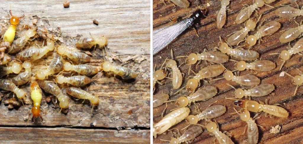 How to Get Rid of Termites in Basement
