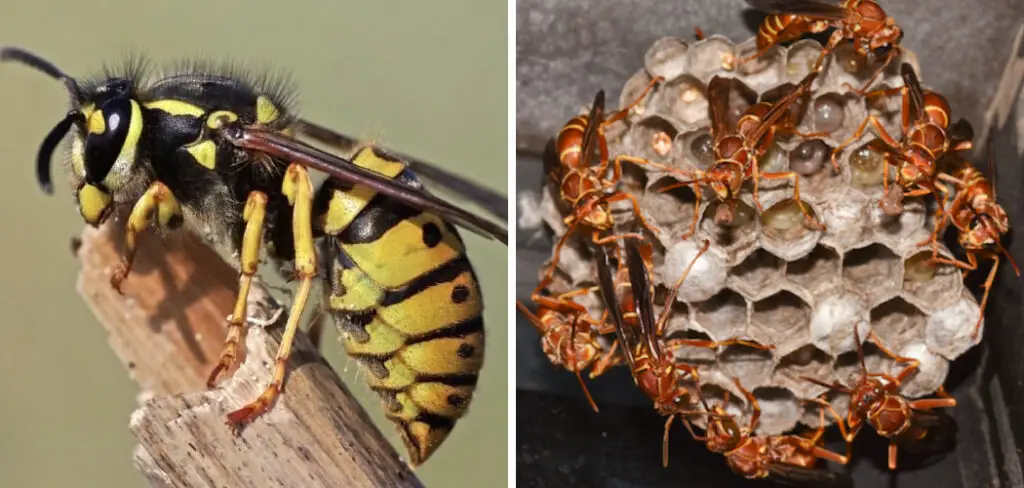 How to Get Rid of Wasps in Basement