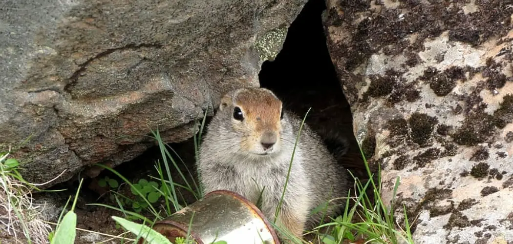 How to Get Squirrel Out of Basement