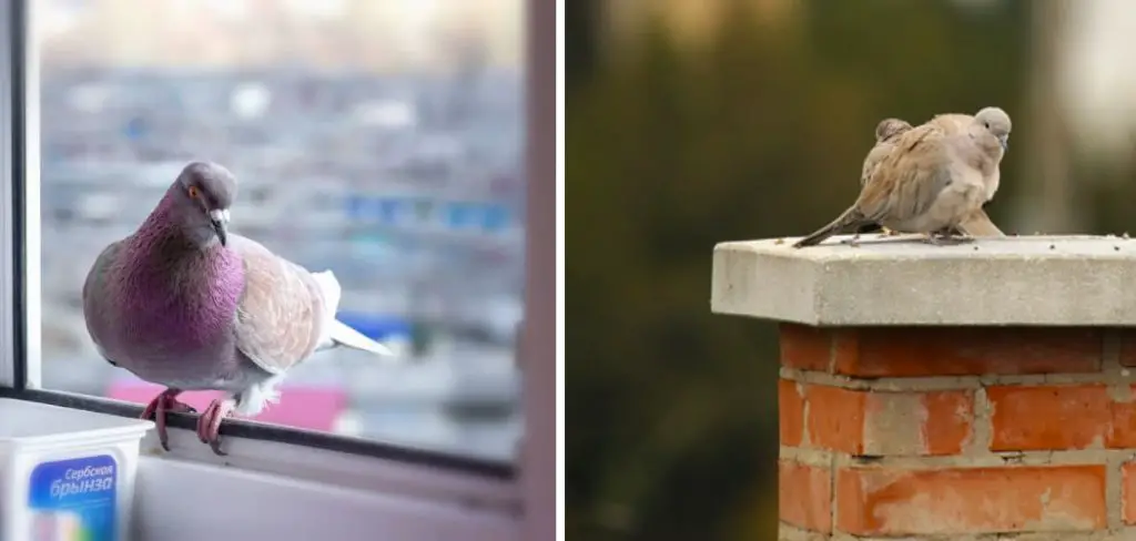 How to Get a Bird Out of Your Basement