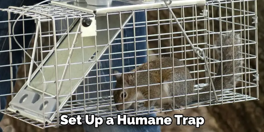 Set Up a Humane Trap