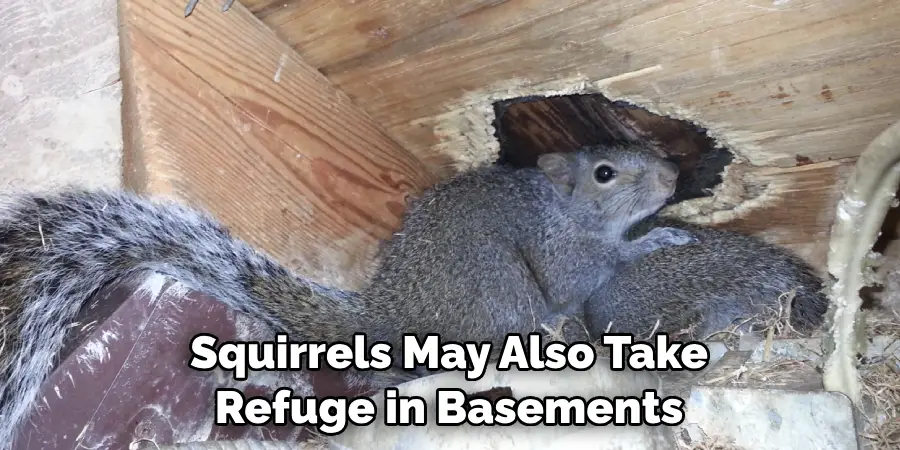 Squirrels May Also Take Refuge in Basements
