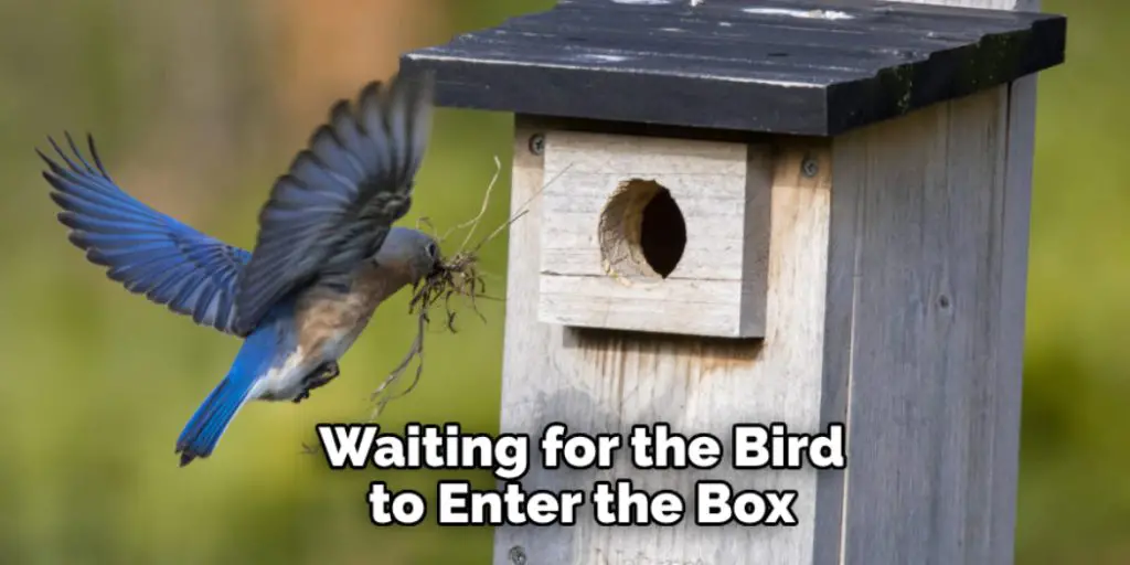 Waiting for the Bird to Enter the Box