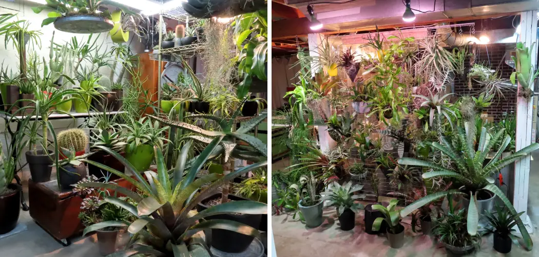 How to Create an Indoor Garden in the Basement