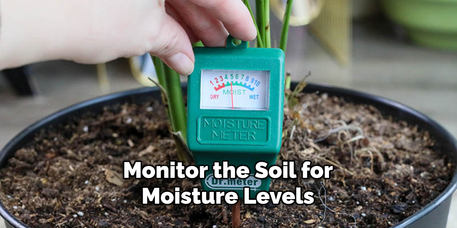 Monitor the Soil for Moisture Levels