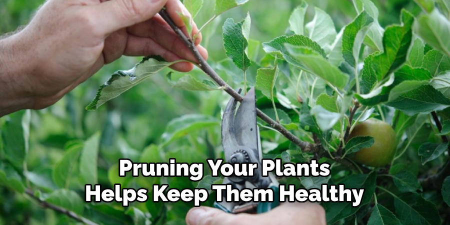 Pruning Your Plants Helps Keep Them Healthy